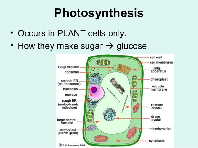 In photosynthesis organelle occur does what In photosynthesis organelle occur does what