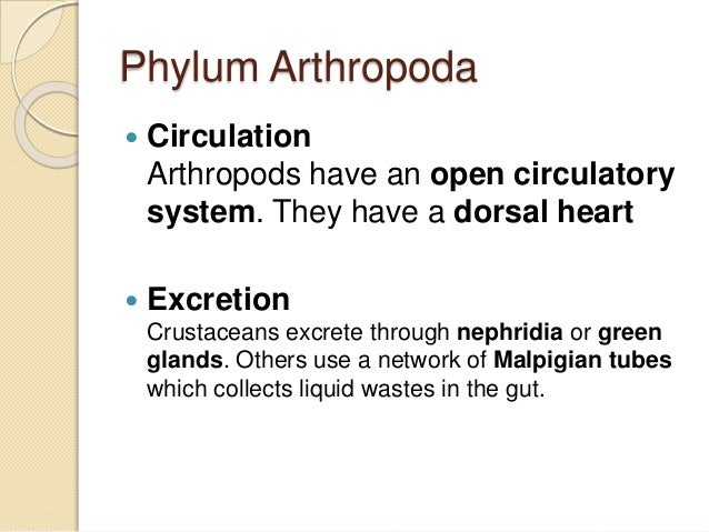 Phylum Arthropoda M.Ishaq ICP