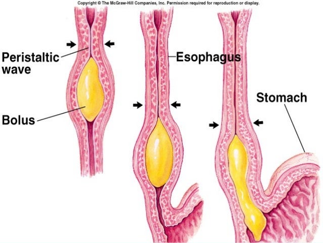 Image result for swallowing phases