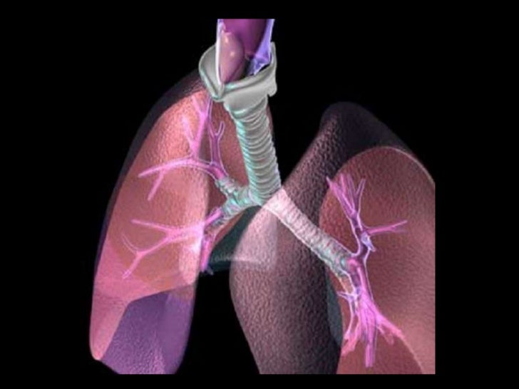 physiology of breathing and ventilation