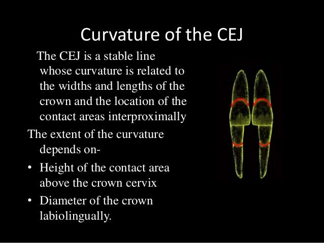 anatomy and physiology of teeth pdf