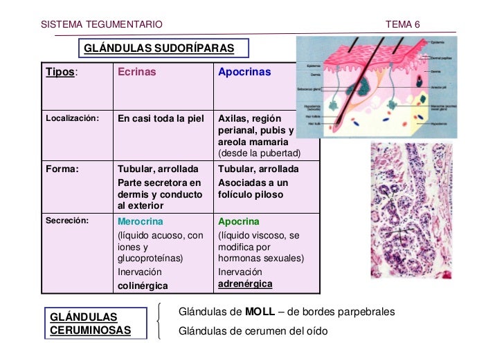 Glandulas Sudoriparas Ecrinas Y Apocrinas Diferencias es.slideshare.net