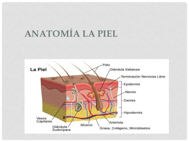 LA PIEL ANATOMIA la piel anatomia: