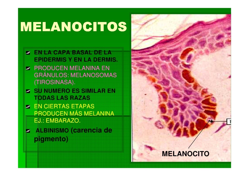 Piel y sus anexos
