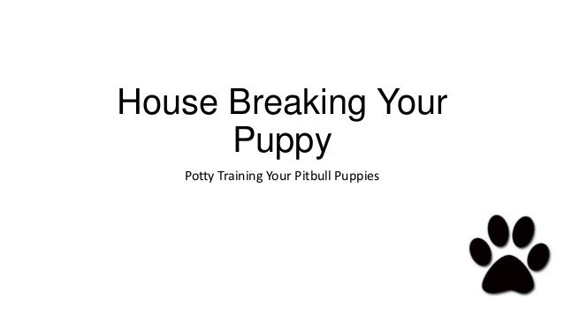 potty a pitbull puppy pitbull puppies potty potty a pitbull puppy pitbull puppies potty