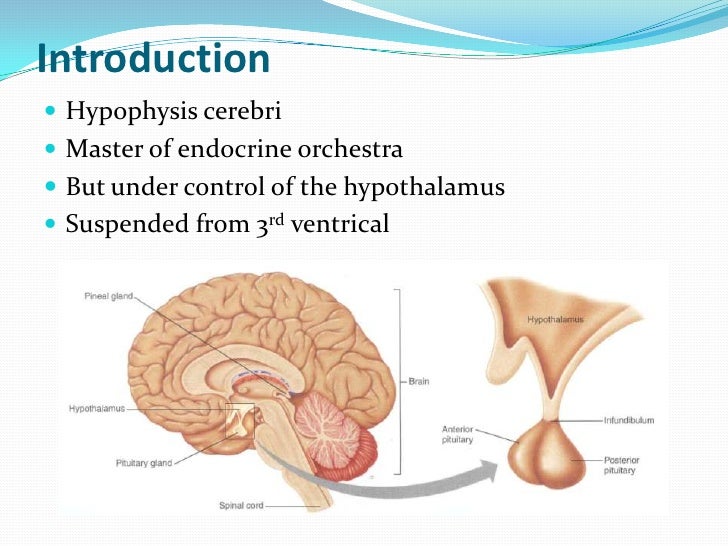 download hypoxia translation in progress 2016