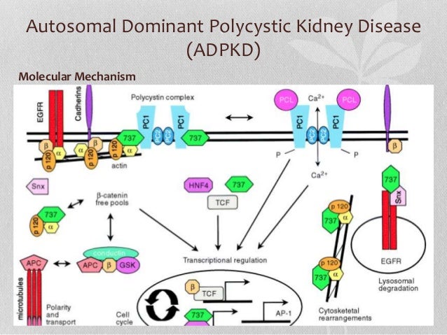 Kidney transplant kidney failure dialysis technician activity responsibilities