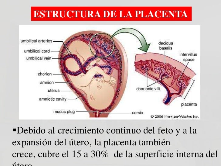 Placenta y cordon umbilical