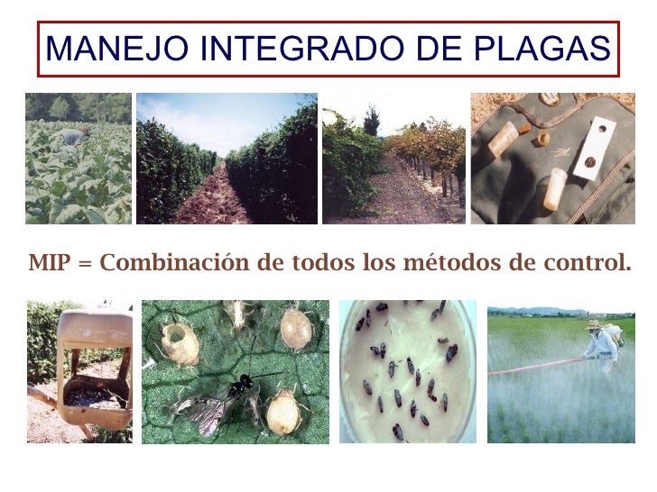 Plagas agricolas