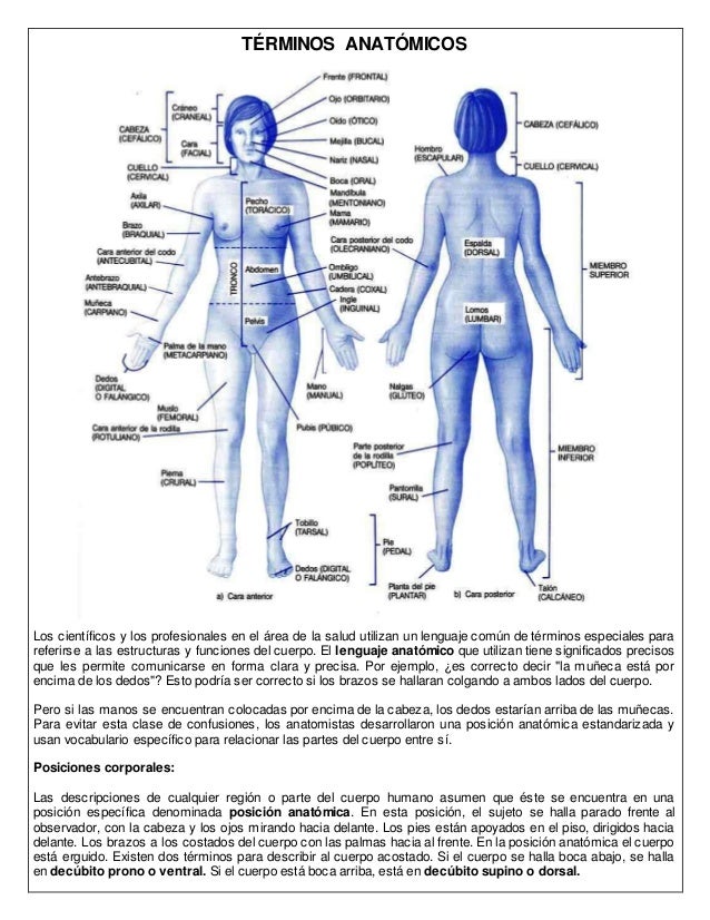 Planos anatómicos y términos anatómicos