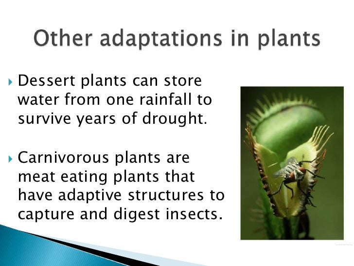 Adaptive features of aquatic plants and animals
