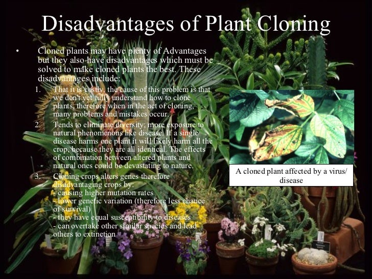 cloning benefits and abuses cloning benefits and abuses