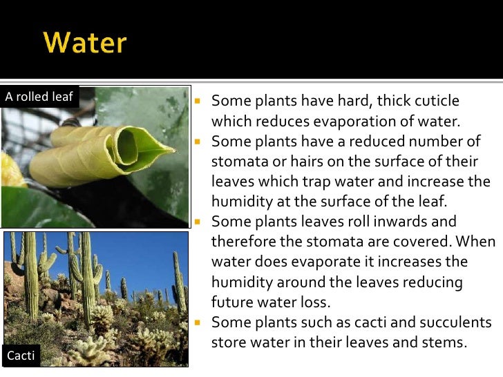 Plant adaptations (bd mod)