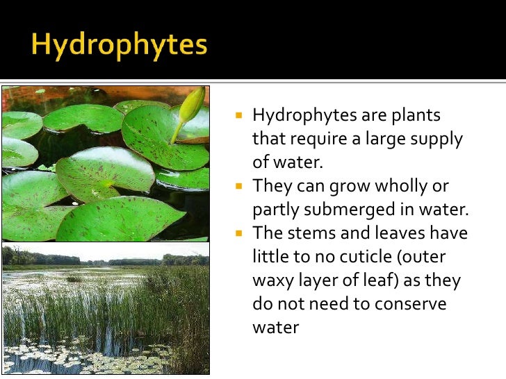 Plant adaptations (bd mod)