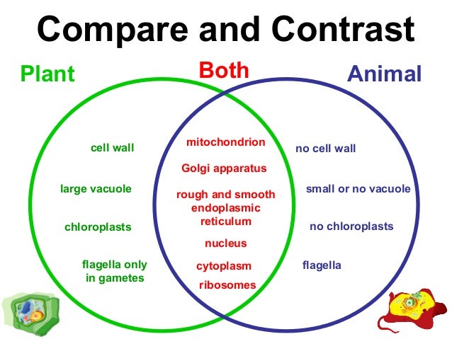 Compare and contrast plant and animal cells