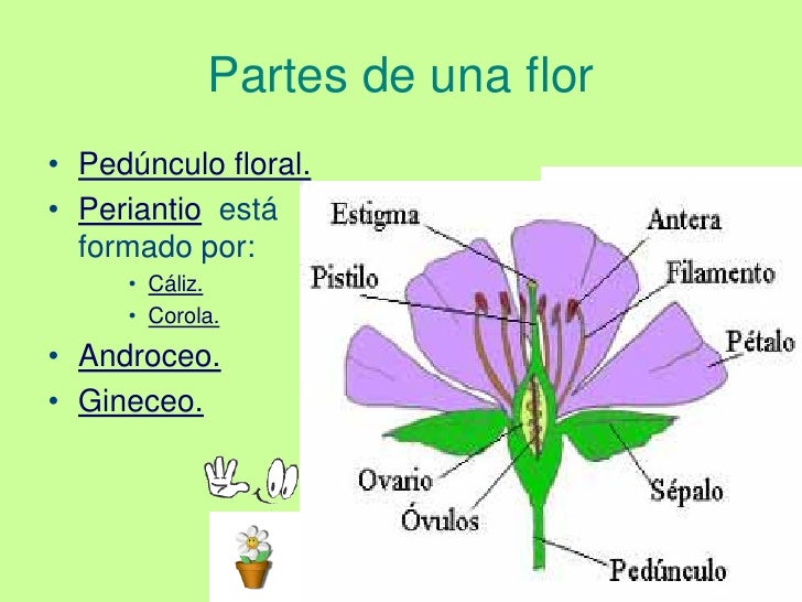 Plantas