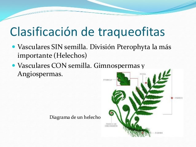 delasplantasalmedioterrestre y httpeswikipediaorgwiki delasplantasalmedioterrestre y httpeswikipediaorgwiki