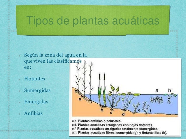Plantas acuaticas Plantas acuaticas