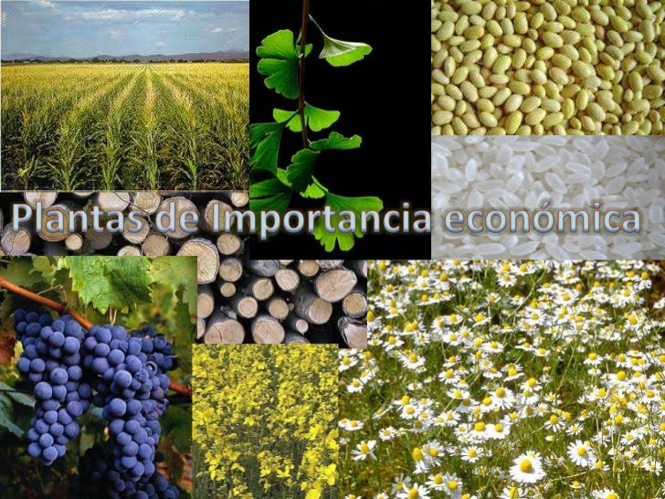 Importancia Biologica Y Economica De Las Plantas