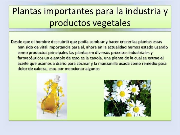 Plantas de importancia economica Plantas de importancia economica