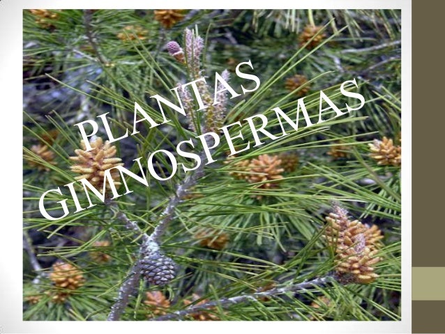 gimnospermas las gimnospermas constituyen un grupo de plantas que se gimnospermas las gimnospermas constituyen un grupo de plantas que se