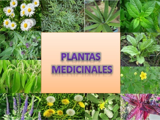 InflamacionesEl 13% de especies medicinales seincluyeron en esta InflamacionesEl 13% de especies medicinales seincluyeron en esta