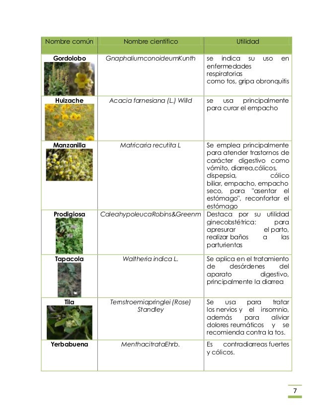 Plantas medicinales en méxico Plantas medicinales en méxico