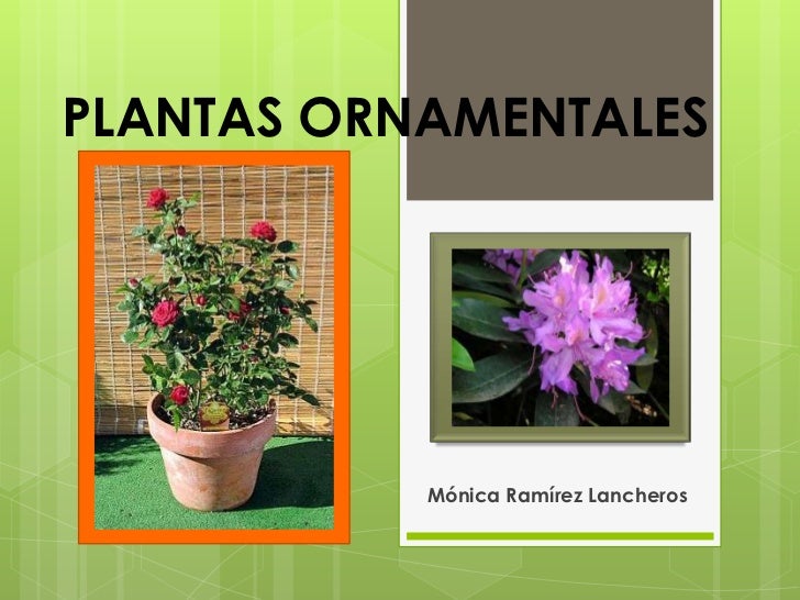 PLANTAS ORNAMENTALES Mónica Ramírez Lancheros PLANTAS ORNAMENTALES Mónica Ramírez Lancheros