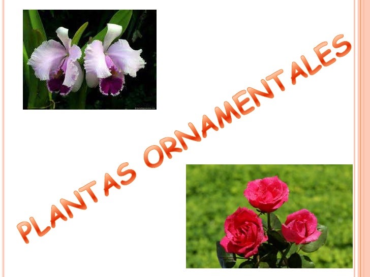 Plantas ornamentales Plantas ornamentales