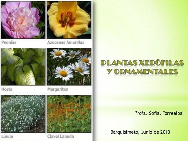 Profa Sofía, TorrealbaBarquisimeto, Junio de 2013 Profa Sofía, TorrealbaBarquisimeto, Junio de 2013