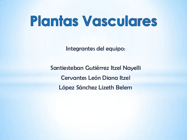 Plantas vasculares Plantas vasculares