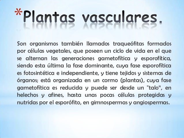 Plantas vasculares Plantas vasculares