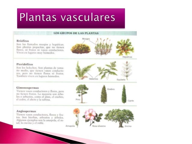 Plantas vasculares (1) Plantas vasculares (1)