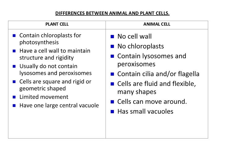 Difference between plant and animal cell essay