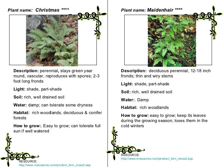 Plant classification LAB students categorize plants based