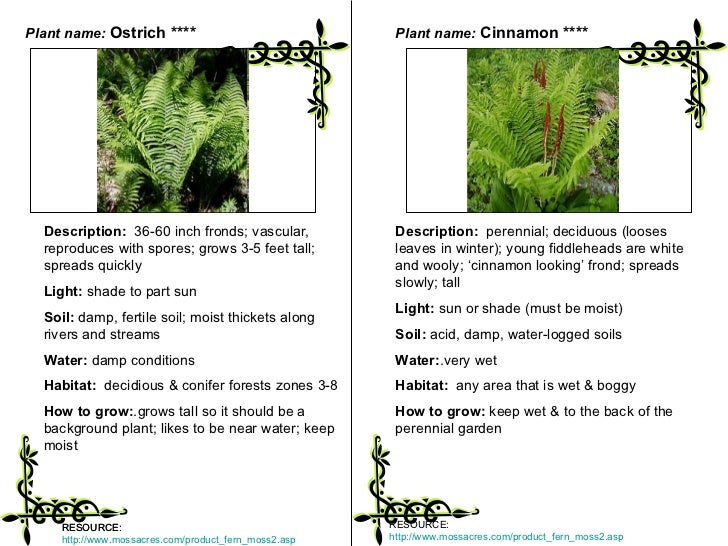 Plant classification LAB students categorize plants based on physic…
