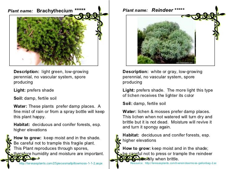 Plant classification LAB students categorize plants based on physic…