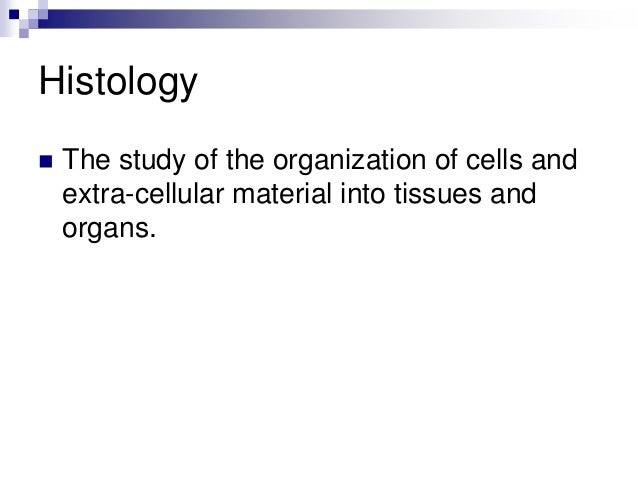 Discussion for lab report biology plant histology