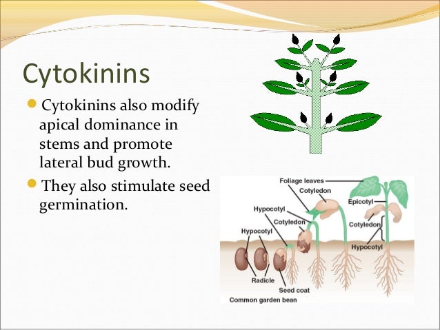 Image result for function of cytokinins hormone in plants