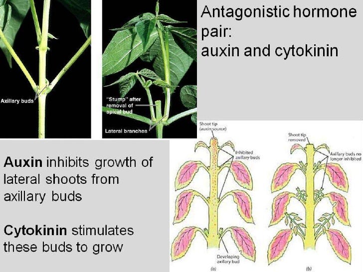Plant hormones