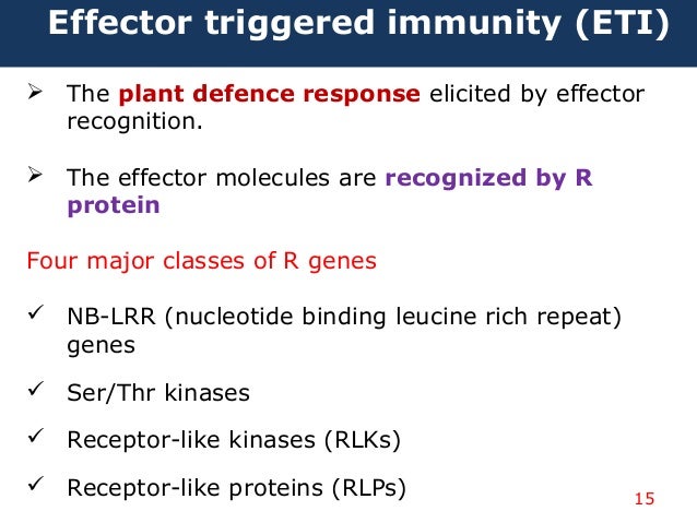 plants immune systems Why is immune system so important it is essential to strengthen the defenses in people who often have chronic infectious processes people in good health should also. plants immune systems Why is immune system so important it is essential to strengthen the defenses in people who often have chronic infectious processes people in good health should also.