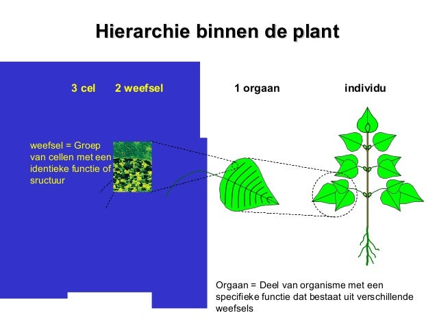 Plantkunde 35a
