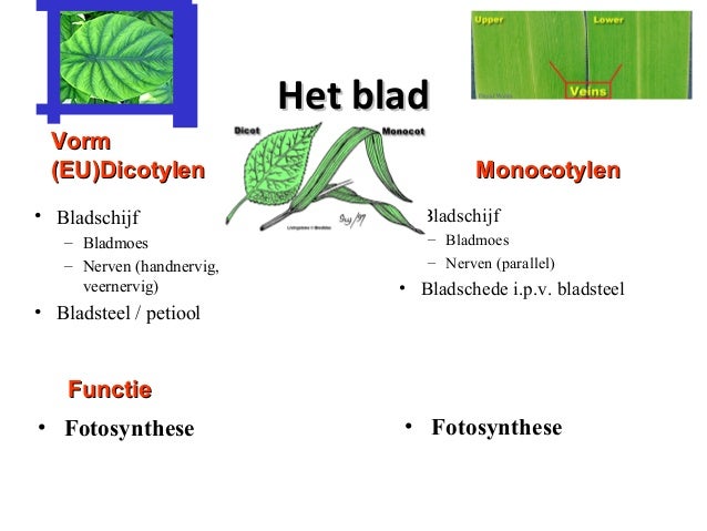 Plantkunde 35b