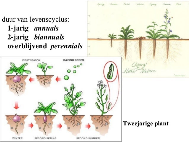 Plantkunde 35b