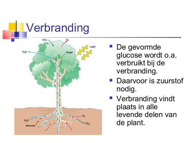 Plantkunde 36a
