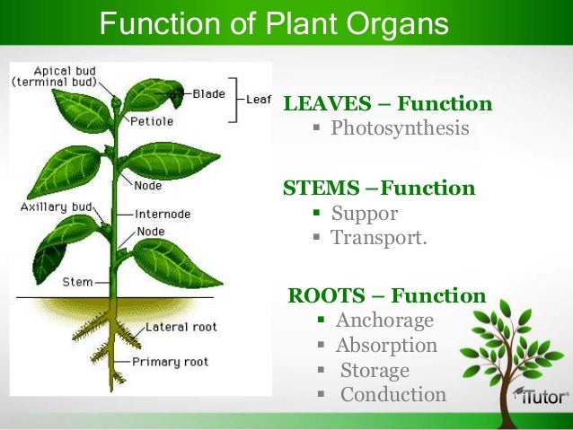 plant-organs