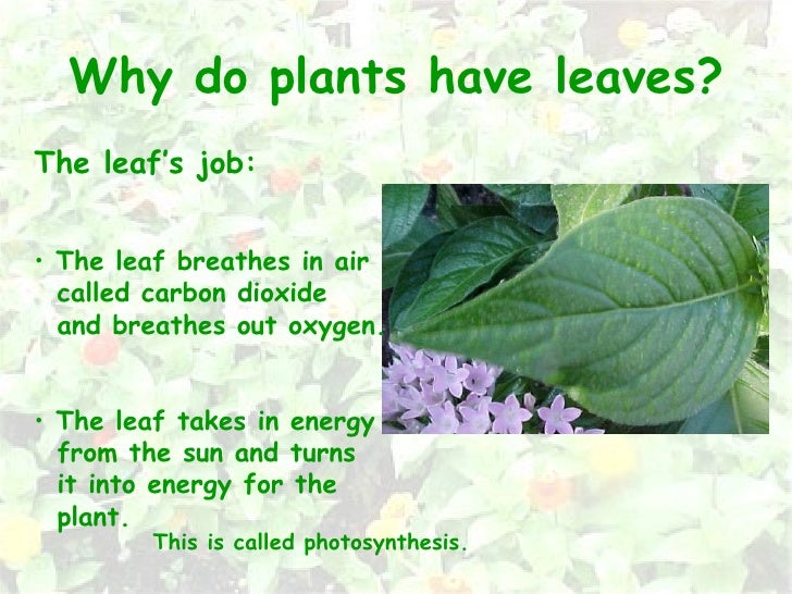 Plant Parts 12nd grade