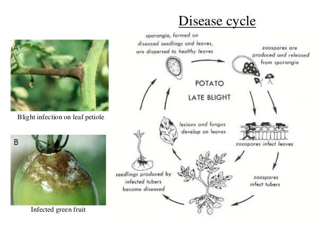 Plant pathogenesis FUNGI