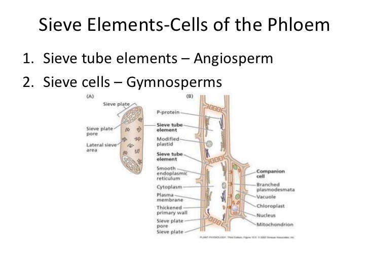Plant physio translocation in the phloem