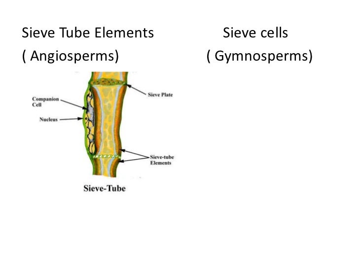 Plant physio translocation in the phloem